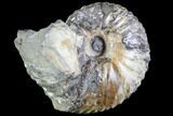 Rare, Rhaeboceras barkholderi Ammonite - Montana #86208-1
